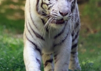 Tigre blanc au zoo de Beauval