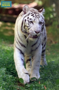 Tigre blanc au zoo de Beauval