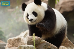 Panda du zoo de Beauval