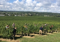 wine bourgueil