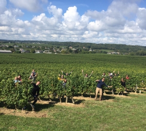 wine bourgueil
